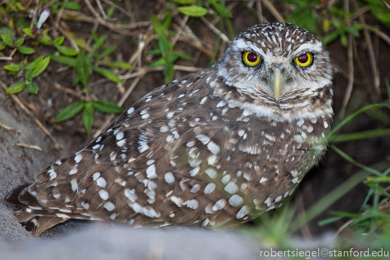 burrowing owl